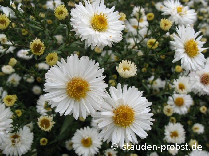 Aster novi-belgii 'White Lady' - Glattblattaster