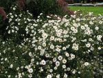 aster-novi-belgii-white-lady-4