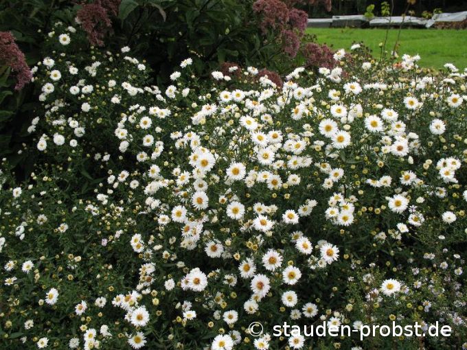 Aster novi-belgii 'White Lady' - Glattblattaster