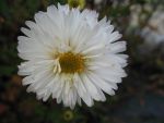 aster-novi-belgii-white-lady