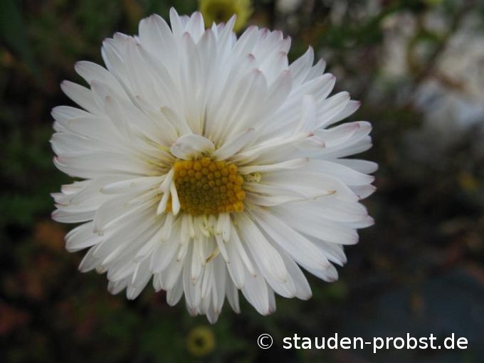 Aster novi-belgii 'White Lady' - Glattblattaster