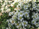 aster-pansus-snowflurry-2