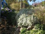 aster-pansus-snowflurry-3