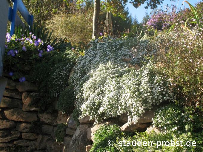 Aster pansus 'Snowflurry' - Teppichaster