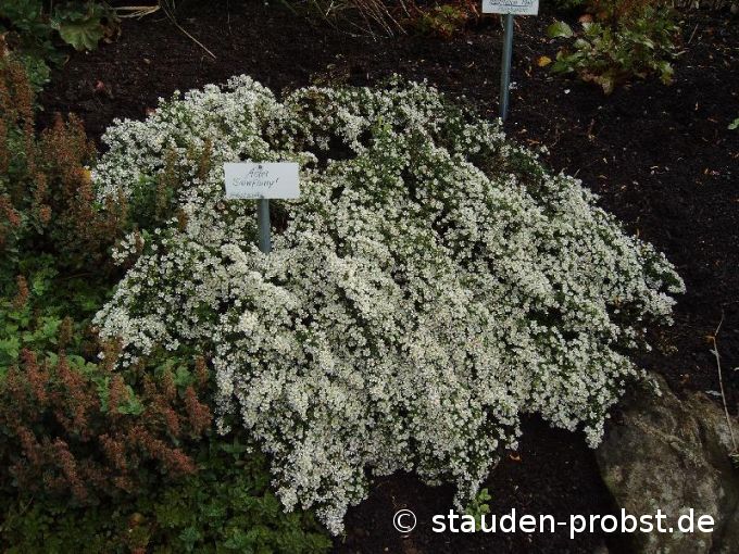 Aster pansus 'Snowflurry' - Teppichaster