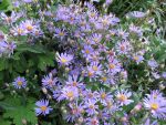 aster-radula-2