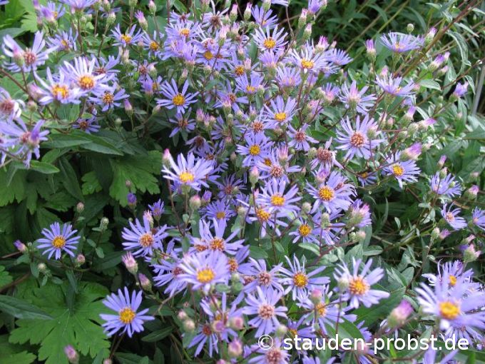 Aster radula - Raspel - Aster