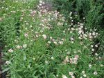 aster-rugulosus-asrugo-2