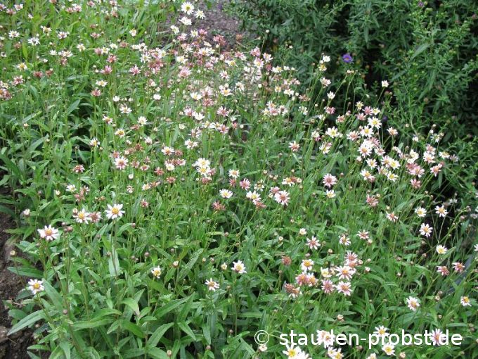 Aster rugulosus 'Asrugo' - Runzlige Aster