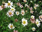 aster-rugulosus-asrugo