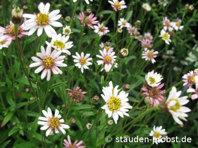 Aster rugulosus 'Asrugo' - Runzlige Aster