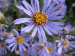 aster-radula