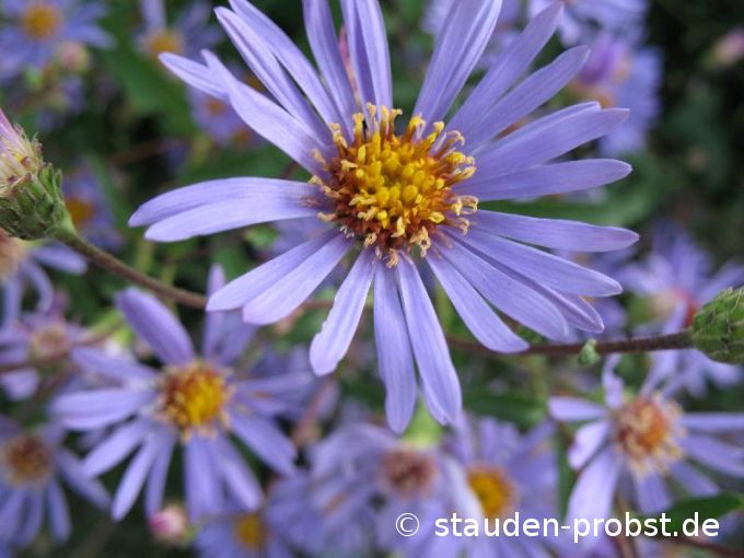 Aster radula - Raspel - Aster