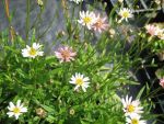 aster-rugulosus-asrugo