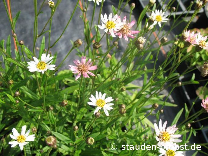 Aster rugulosus 'Asrugo' - Runzelige Aster