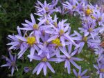 aster-sedifolius-nanus-2