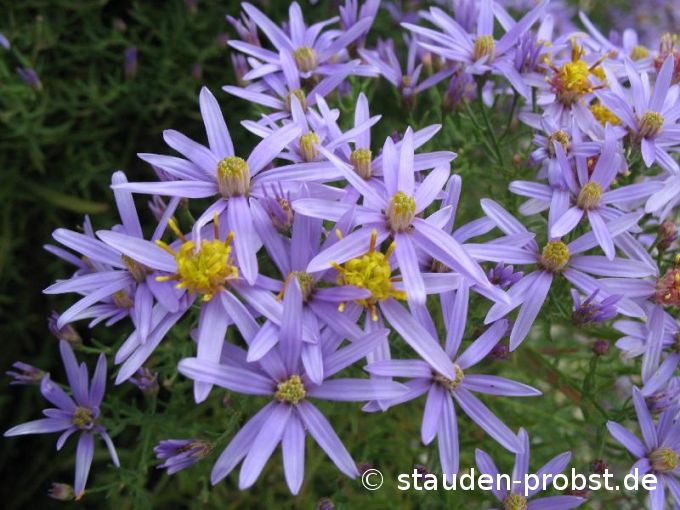 Aster sedifolius 'Nanus' - Nadelblattaster