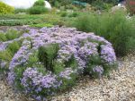 aster-sedifolius-nanus-3