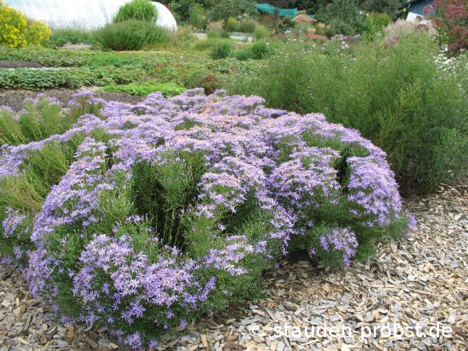 Aster sedifolius 'Nanus' - Nadelblattaster