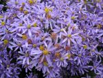 aster-sedifolius-nanus