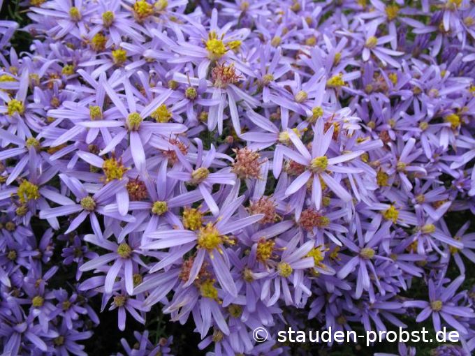 Aster sedifolius 'Nanus' - Nadelblattaster