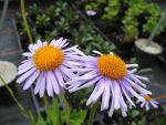 aster-tongolensis-wartburgstern-2
