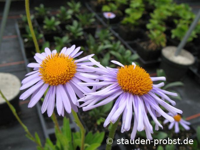 Aster tongolensis 'Wartburgstern' - Vorsommeraster