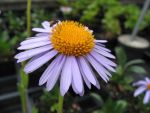 aster-tongolensis-wartburgstern