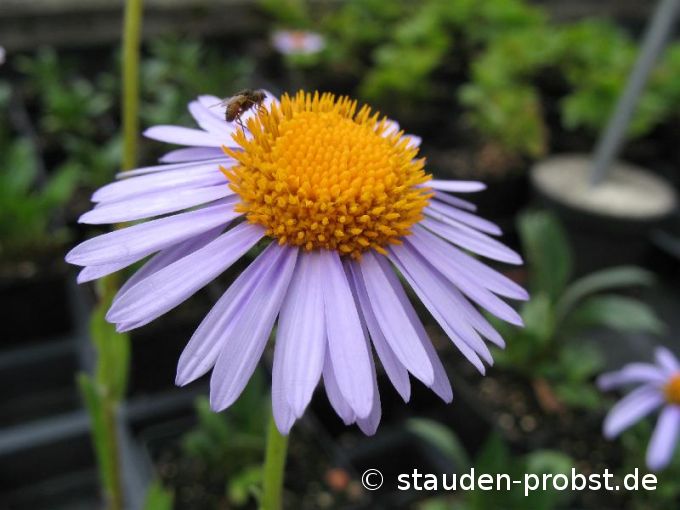 Aster tongolensis 'Wartburgstern' - Vorsommeraster