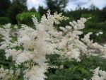 astilbe-arendsii-brautschleier-2
