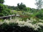 astilbe-arendsii-brautschleier
