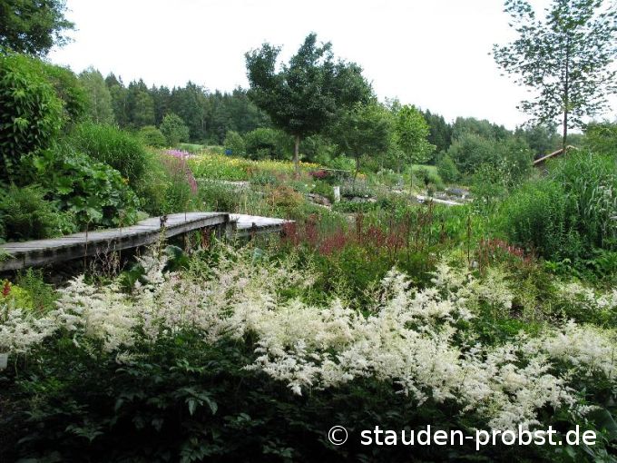 Astilbe arendsii 'Brautschleier' - Prachtspiere