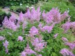 astilbe-arendsii-cattleya-2