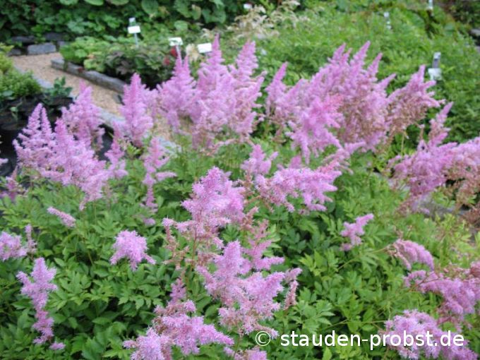 Astilbe arendsii 'Cattleya' - Prachtspiere