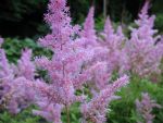 astilbe-arendsii-cattleya
