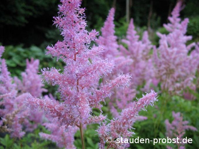 Astilbe arendsii 'Cattleya' - Prachtspiere