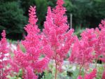 astilbe-arendsii-else-schluck