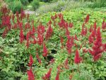 astilbe-arendsii-fanal-2