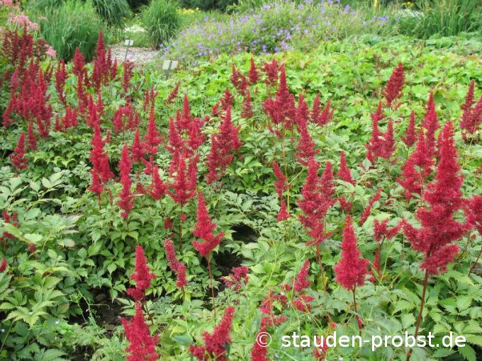 Astilbe arendsii 'Fanal' - Prachtspiere