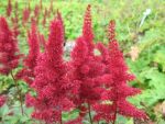 astilbe-arendsii-fanal