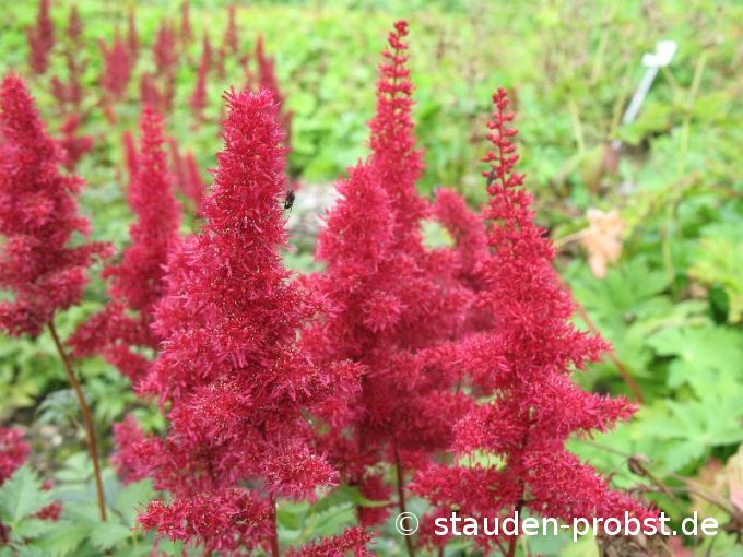 Astilbe arendsii 'Fanal' - Prachtspiere