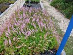 astilbe-chinensis-pumila-2