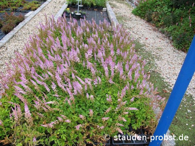 Astilbe chinensis 'Pumila' - Prachtspiere