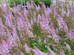 astilbe-chinensis-pumila