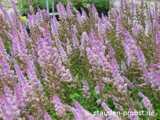 Astilbe chinensis 'Pumila' - Prachtspiere