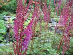 astilbe-chinensis-var-taquetii-purpurlanze-2