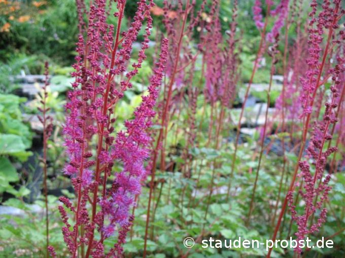 Astilbe chinensis var. taquetii 'Purpurlanze' - Prachtspiere