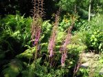 astilbe-chinensis-var-taquetii-purpurlanze