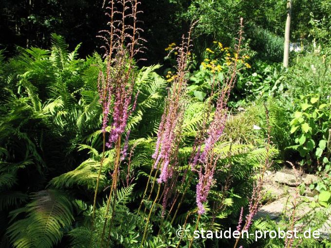 Astilbe chinensis var. taquetii 'Purpurlanze' - Prachtspiere