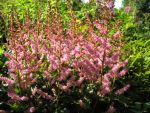 astilbe-chinensis-veronica-klose